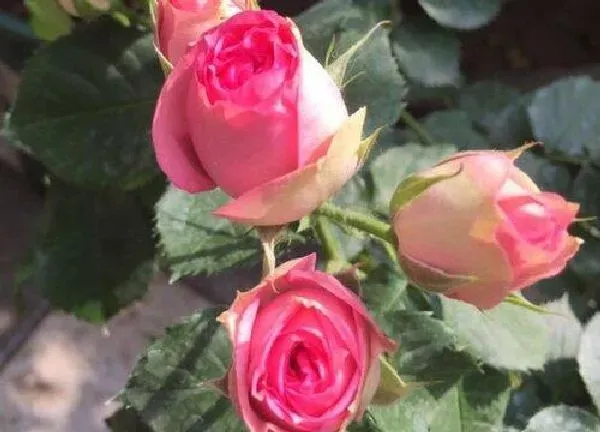 养殖科普|玫瑰花喜欢太阳吗