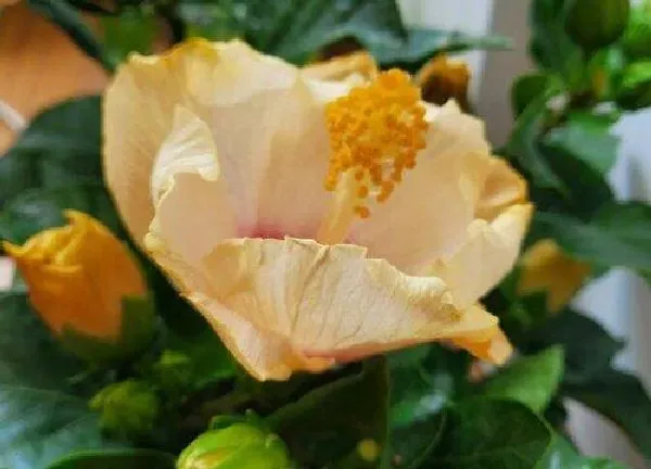 植物移栽|扶桑花什么时候换盆合适