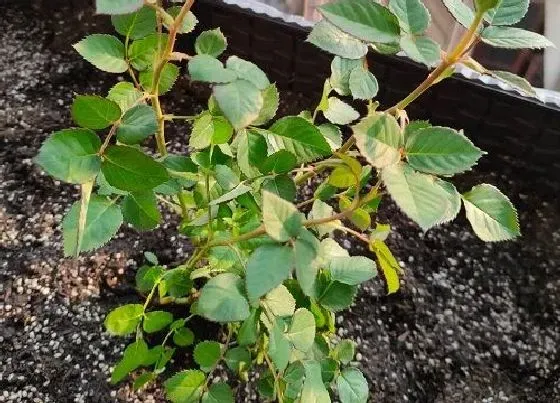 冬天植物|月季花怕冻吗