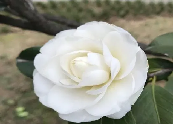 植物百科|山茶花冬天开花吗