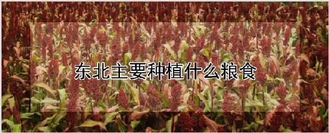 东北主要种植什么粮食 | 养殖技术