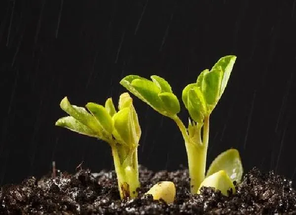 植物发芽|花生怎么发芽 种子怎么种植才能发芽快