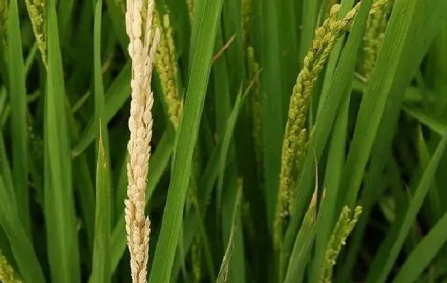 植物虫害|水稻二化螟的防治方法有哪些（水稻二化螟危害及防治药剂）
