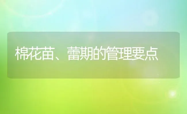 棉花苗、蕾期的管理要点 | 粮油作物种植