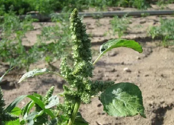 果实成熟|藜麦什么时候成熟上市