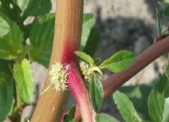 植物百科|母猪菜又叫什么菜