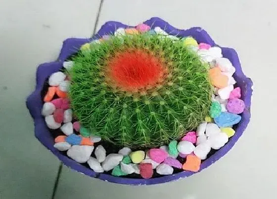 冬天植物|仙人球抗冻吗