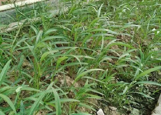 植物施肥|空心菜多久施一次肥 需要什么肥料