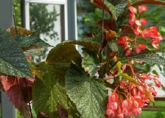 植物施肥|竹节海棠施什么肥最好