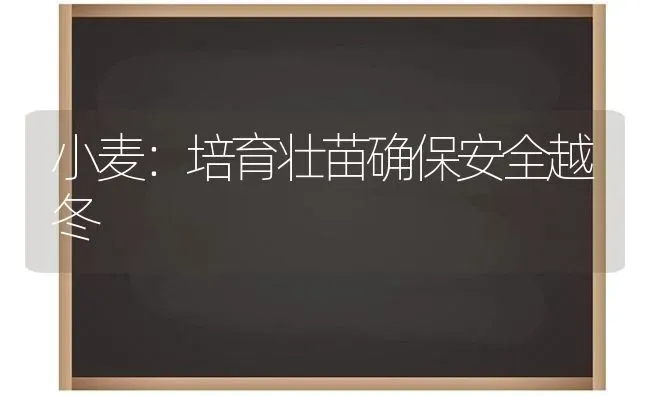 小麦：培育壮苗确保安全越冬 | 粮油作物种植