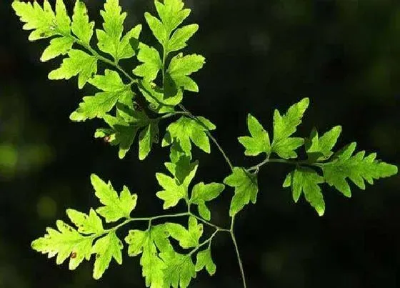 植物排行|羊齿类植物有哪些