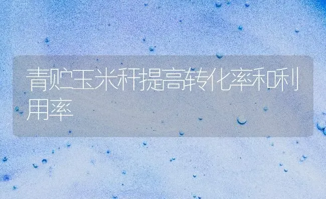 青贮玉米秆提高转化率和利用率 | 粮油作物种植