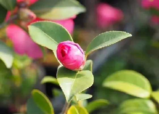 开花时间|茶梅四季开花吗