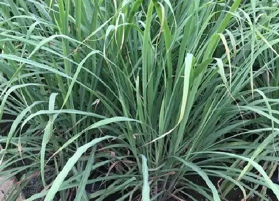 生长环境|香茅的生长环境及生长地方条件