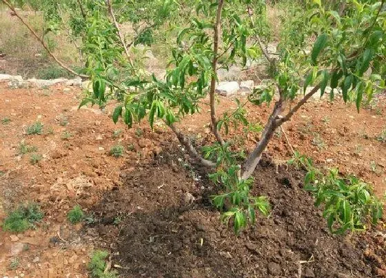 种植管理|桃树一亩地能栽多少棵，一亩地栽种多少棵桃树苗适合）
