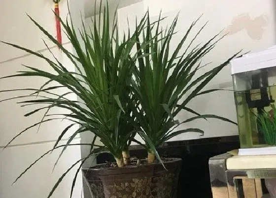 摆放常识|客厅里养什么花最好 养在客厅好看又吉利的花卉