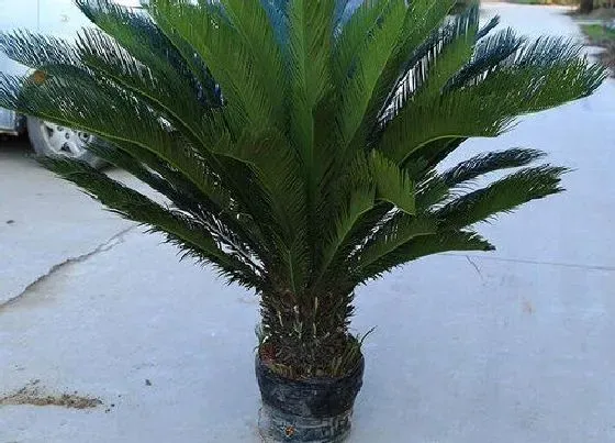 种植土壤|铁树配土方法与种植土壤