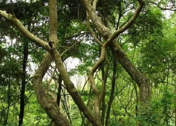 植物百科|黄檀树在农村叫什么