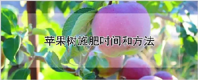 苹果树施肥时间和方法 | 种植技术