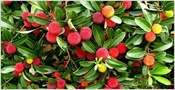 杨梅虫害的种类及防治 | 种植施肥