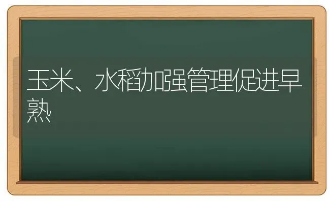 玉米、水稻加强管理促进早熟 | 粮油作物种植