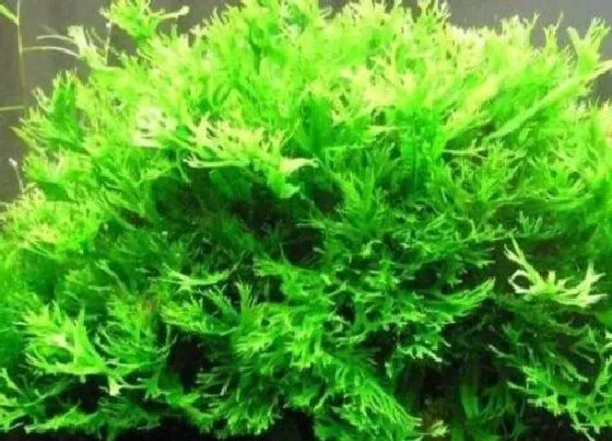 冬天植物|水榕耐寒吗