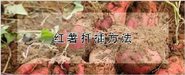 红薯扦插方法 | 种植技术