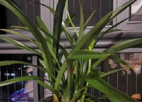 植物百科|兰花是什么样子的