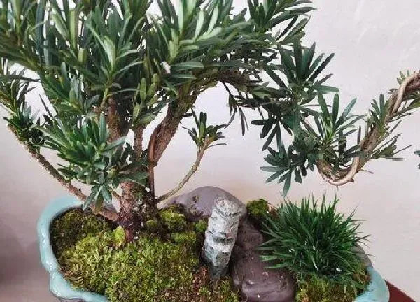 植物移栽|罗汉松上盆时间与养护方法