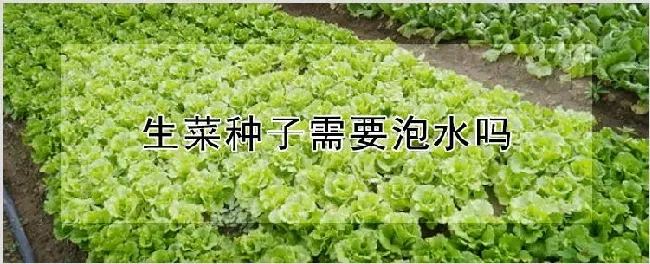 生菜种子需要泡水吗 | 种植技术