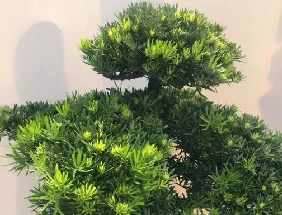 种植管理|罗汉松生长速度快吗 一年能长多少