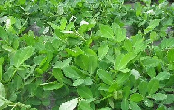 种植管理|花生种植时间和收获时间