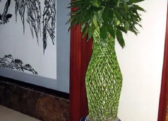 植物寓意|富贵竹呢象征着什么意义