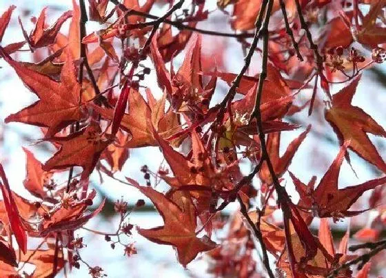 植物百科|简单说明枫叶变红原因（枫叶变红的决定性因素分析）