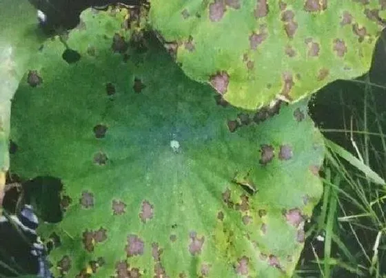 植物虫害|莲藕病虫害防治方法与技术措施