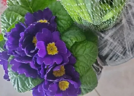 植物排行|春天的植物有哪些