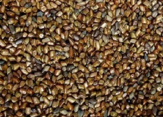 种植育种|藿香种子什么时候种植最好