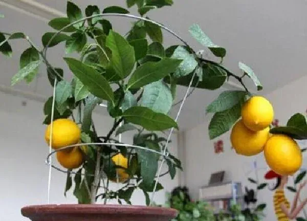 植物换土|盆栽柠檬怎么换土换盆