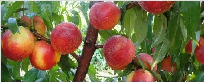 油桃是怎么培育出来的 | 种植资料