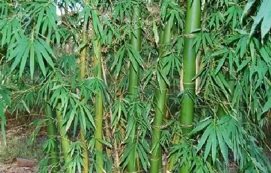 吸甲醛|龙竹可以净化空气吗 有吸甲醛的作用吗