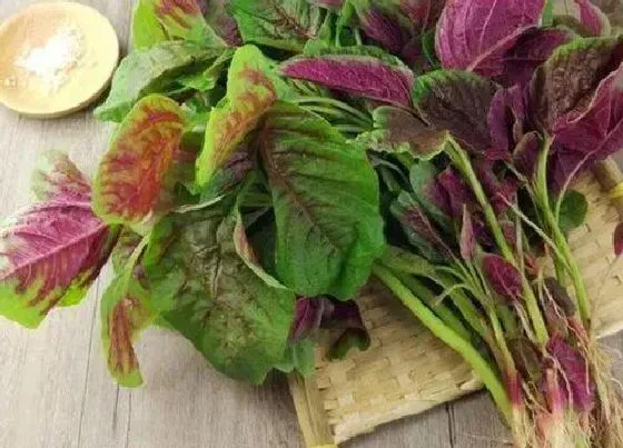 功效常识|红汗菜的功效与作用