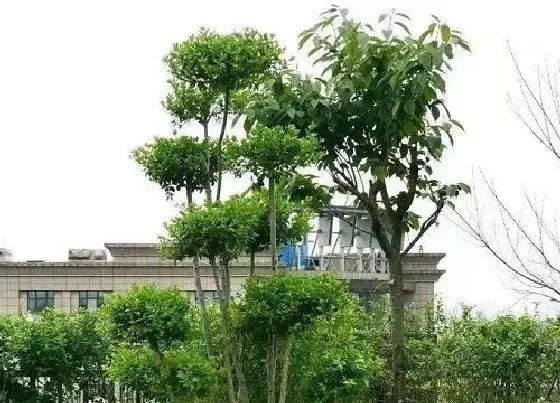 植物种类|对节木是什么树木 生长在哪里