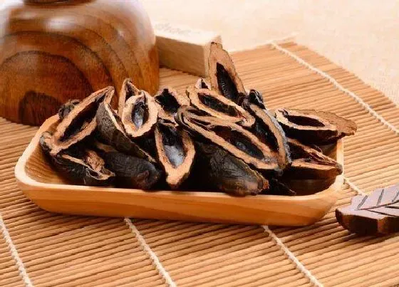 食用科普|槟榔是热性还是凉性