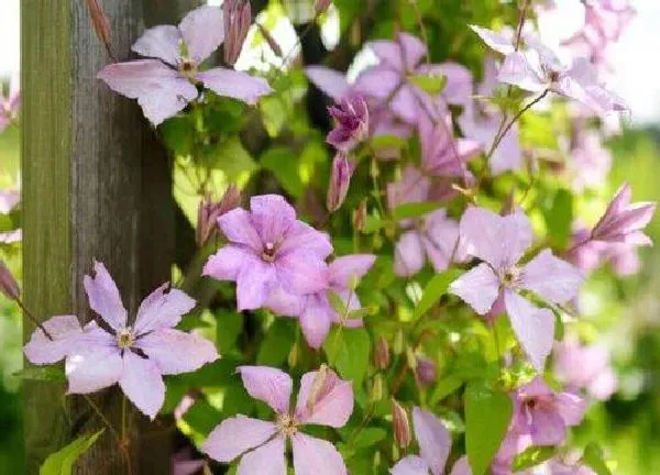 植物移栽|铁线莲什么时候移栽合适