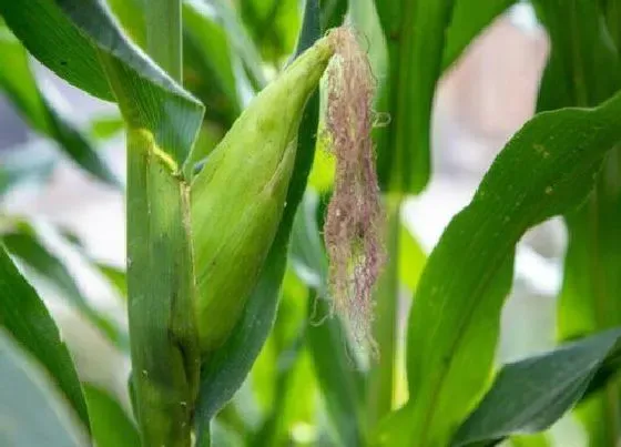 植物百科|转基因植物有哪些优点（转基因的作物对农民的好处例子）