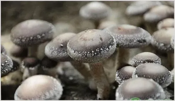 香菇春季种植管理技巧要点 | 种植资料