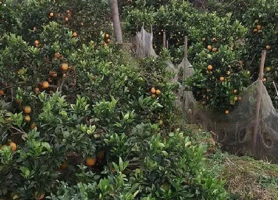 植物产地|冰糖橙介绍（黔阳与麻阳产地的冰糖橙种植与成熟时间）