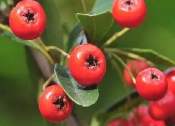 植物百科|红军粮是什么植物