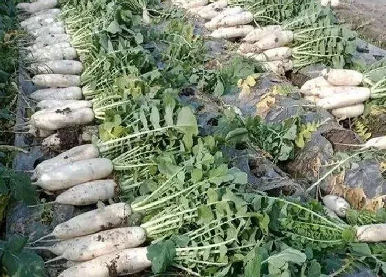 营养价值|白萝卜和什么不能一起吃 相克的食物（大全）