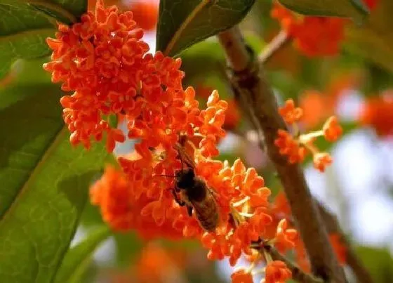 植物排行|桂花有多少品种